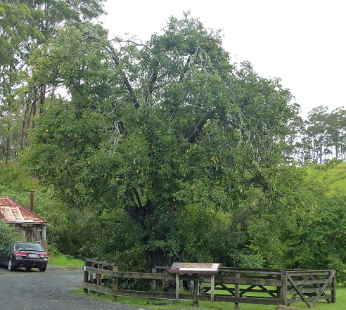 NZ oldest exotic fruit tree Kerikeri